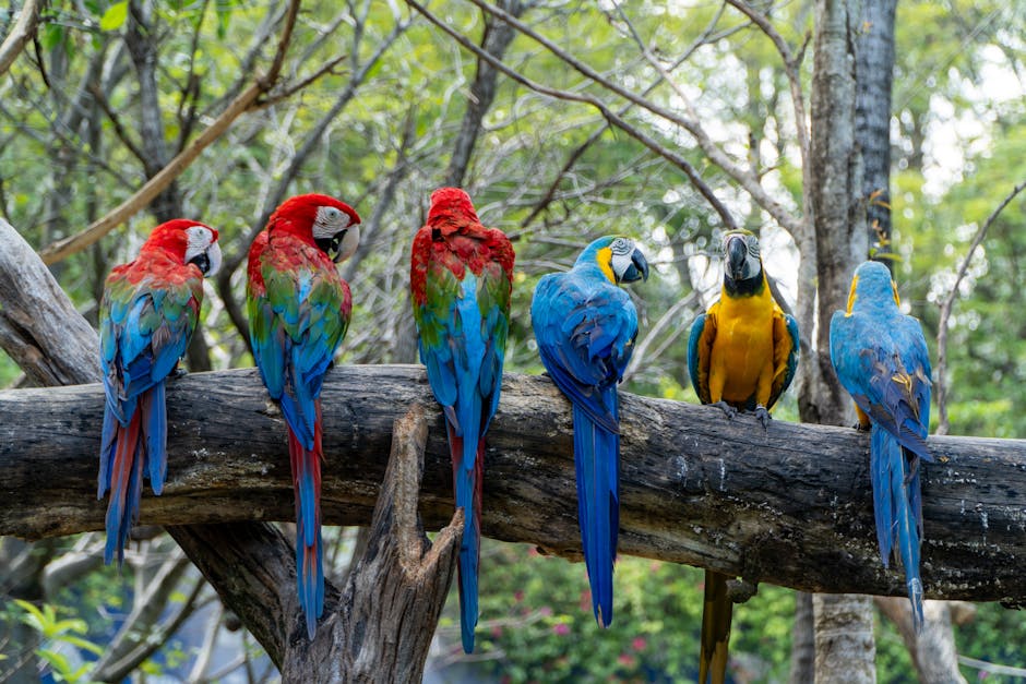 colorful macaw bird in tropical forest