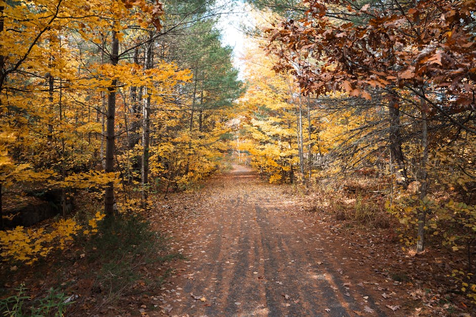forest trail in autumn with golden leaves