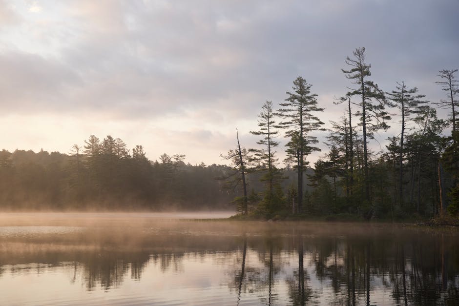 quiet forest lake in morning mist surrounded by trees