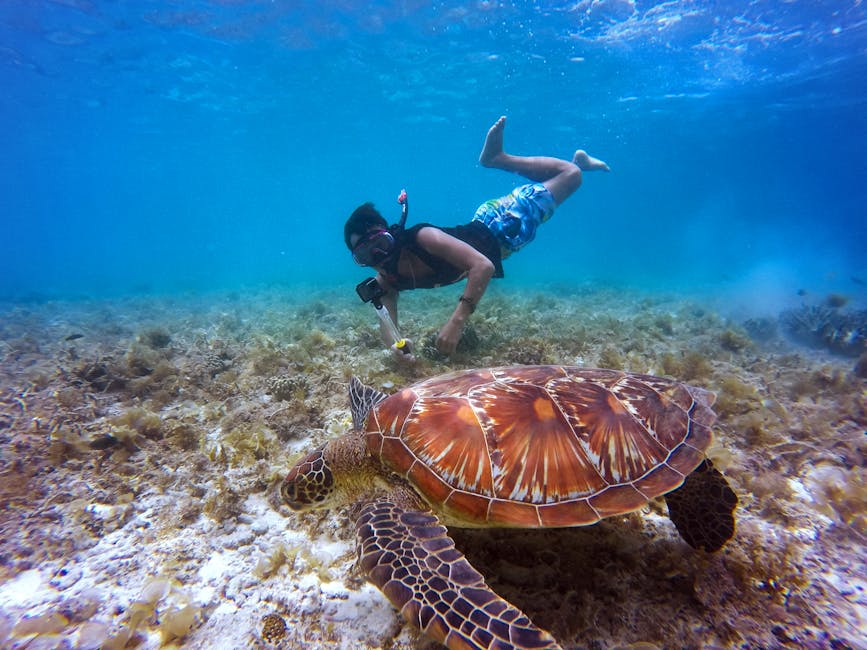 sea turtle swimming underwater snorkeling