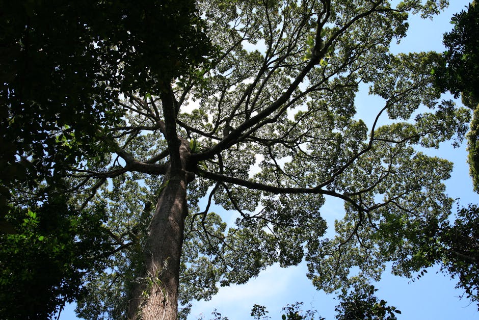 tropical forest canopy from below
